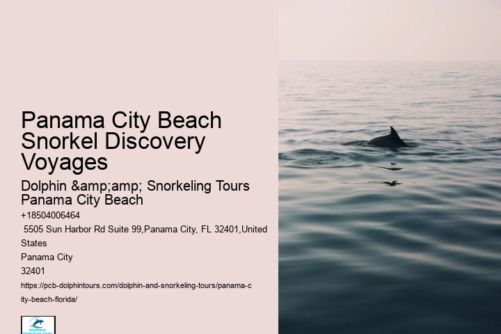Dolphin Swim