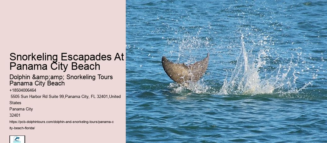 Panama City Beach Snorkeling Tours Turtle Town